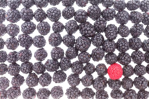 Background of fresh blackberries and one ripe red raspberry arranged neatly on a white background in a concept of individuality and being unique