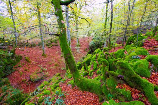 Autumn Selva de Irati fall beech jungle in Navarra Pyrenees of Spain