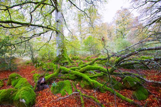 Autumn Selva de Irati fall beech jungle in Navarra Pyrenees of Spain