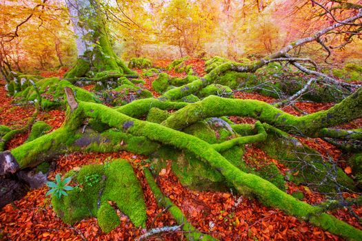 Autumn Selva de Irati fall beech jungle in Navarra Pyrenees of Spain