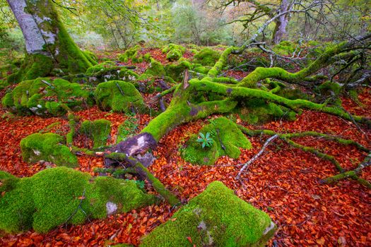 Autumn Selva de Irati fall beech jungle in Navarra Pyrenees of Spain