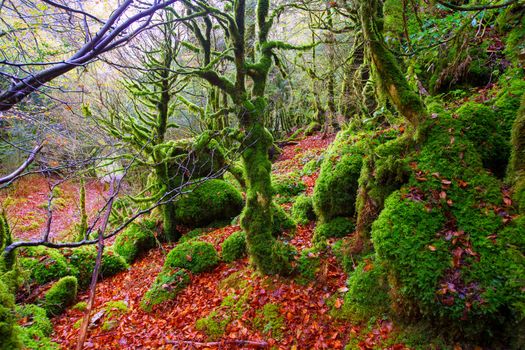Autumn Selva de Irati fall beech jungle in Navarra Pyrenees of Spain