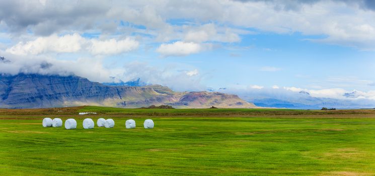 Hay bales in white plastic on the meadow. Iceland. Panorama