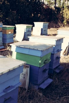 Beekeeper inspecting bees