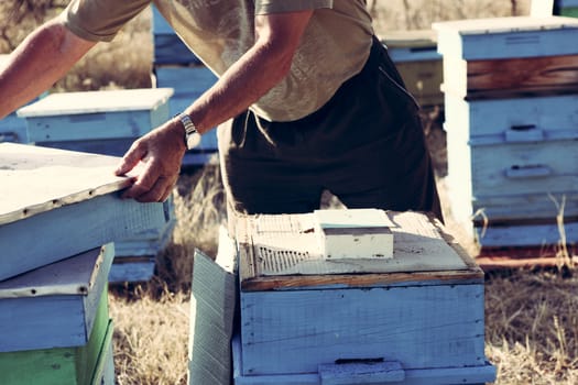 Beekeeper inspecting bees