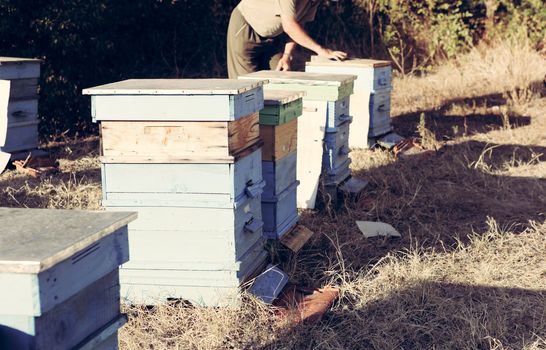 Beekeeper inspecting bees