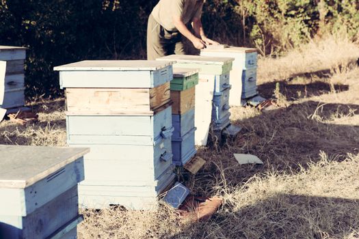 Beekeeper inspecting bees