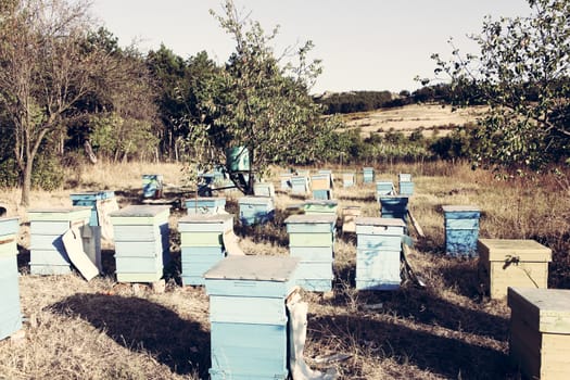 Beekeeper inspecting bees