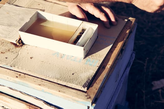 Beekeeper inspecting bees