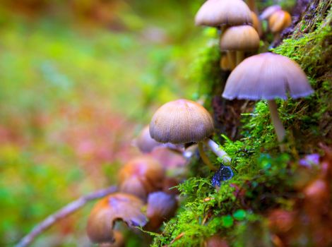 Psilocybe mushrooms in a beech tree trunk at Irati Navarra Pyrenees of Spain