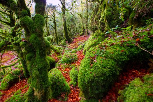 Autumn Selva de Irati fall beech jungle in Navarra Pyrenees of Spain