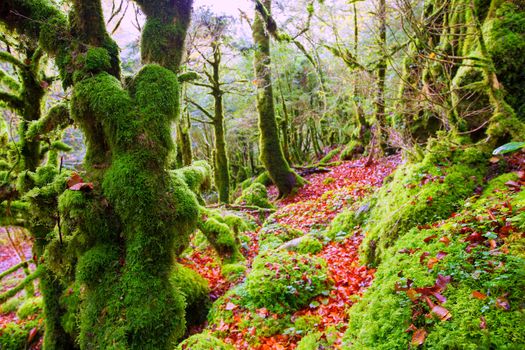 Autumn Selva de Irati fall beech jungle in Navarra Pyrenees of Spain