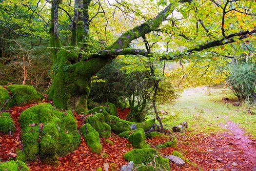 Autumn Selva de Irati fall beech jungle in Navarra Pyrenees of Spain