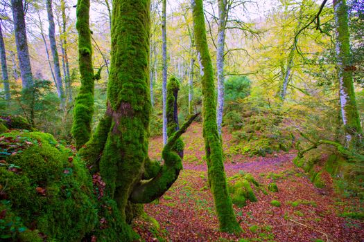 Autumn Selva de Irati fall beech jungle in Navarra Pyrenees of Spain