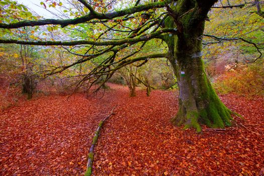 Autumn Selva de Irati fall beech jungle in Navarra Pyrenees of Spain