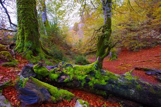 Autumn Selva de Irati fall beech jungle in Navarra Pyrenees of Spain