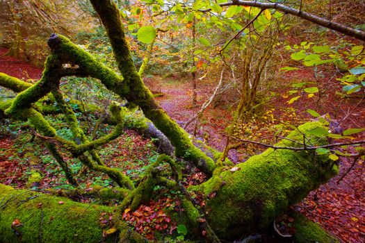 Autumn Selva de Irati fall beech jungle in Navarra Pyrenees of Spain