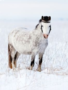 Gray mare in the field. Gray horse. The mare walks in the winter. Gray little horse. 