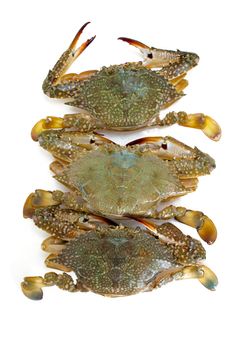 blue crab on white background