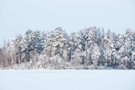 Snow frozen lake and forest in finland