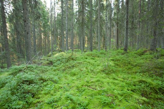 Moss in old forest