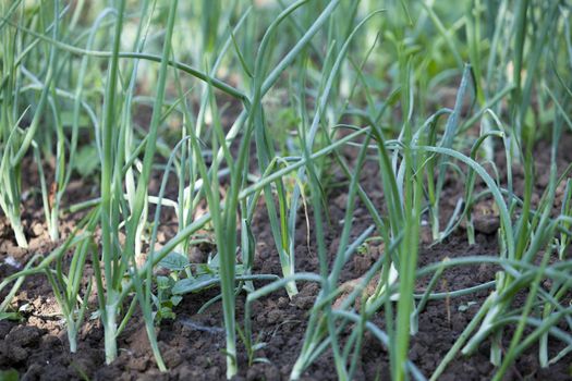 Onions field