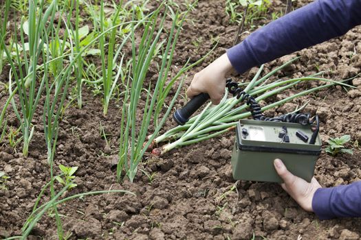 Measuring radiation levels of vegetables