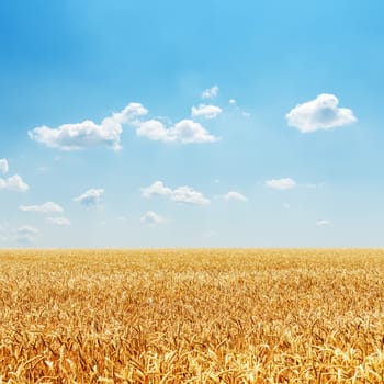 field with golden harvest and cloudy sky