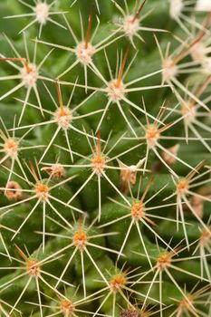 macro detail of Quills and prickly cactus spines 