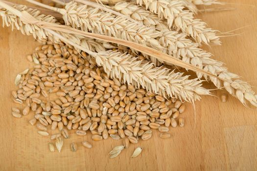Closeup on pile of organic whole grain wheat kernels and ears 