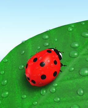 closeup of a red ladybug that stands on a green leaf with some beads dew over them, on a blue sky as background
