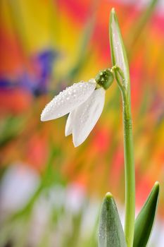 single snowdrop shoot in garden