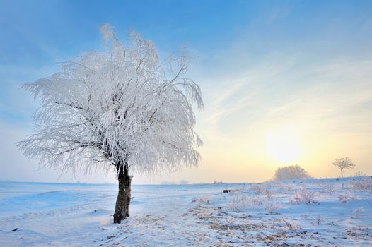  frozen tree on winter field in morning time