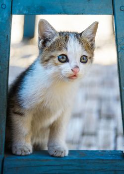 Kitten hiding under a blue chair