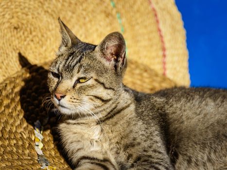 Cat basking in the sun