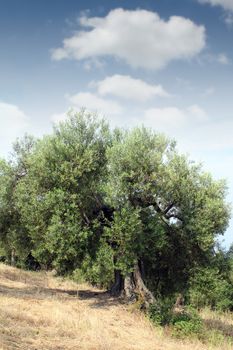 old olive tree Sithonia Greece