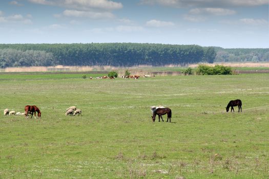 sheep horses and cows on pasture