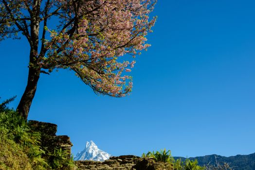 Pink blossoming tree and the Machapuchre, Nepal