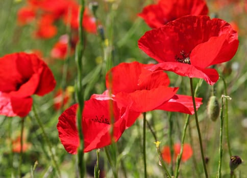 Poppies on a green field in spring. Turkey.Side 