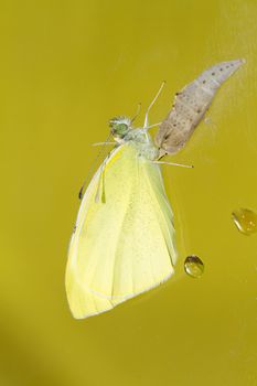 Cabbage butterfly ( Pieris brassicae) came out of cocoon over yellow background