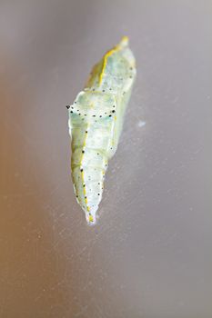 Cocoon of cabbage butterfly ( Pieris brassicae)