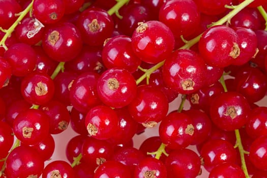 Fresh currant berries fruit over white background