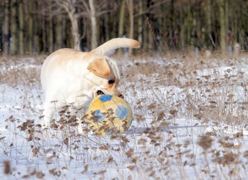 yellow labrador in the snow in winter running with a ball