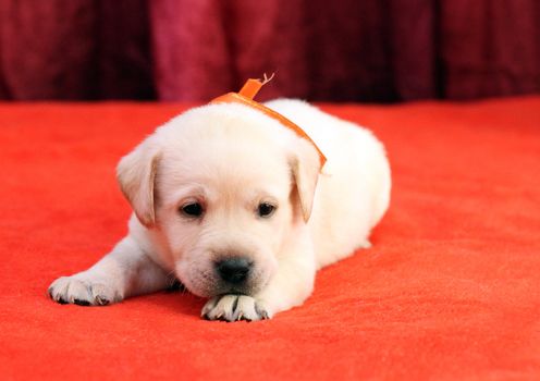 happy yellow labrador puppy laying on red background