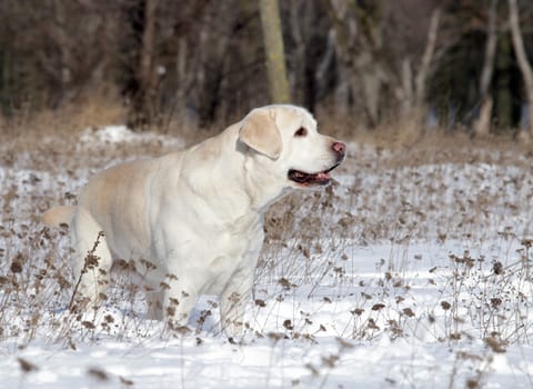 yellow labrador in the snow in winter