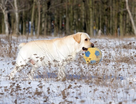 yellow labrador in the snow in winter with a ball