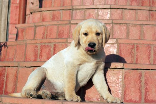 happy yellow labrador puppy portrait close up at the door
