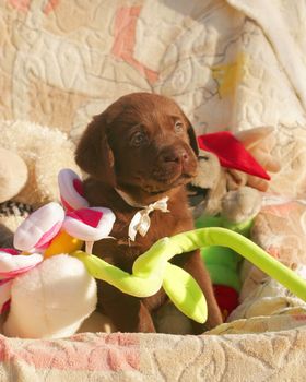 happy chocolate labrador puppy with the toys