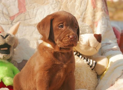 happy chocolate labrador puppy with toys