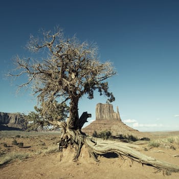 View of Monument Valley and tree with special photographic processing 